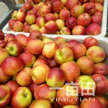 一畝田網絡 賦能費縣林青峰農產品批發采購的新渠道