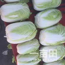 甘肅張掖甘州區崔增年的農產品批發生意經 一畝田網絡平臺的采購新通路